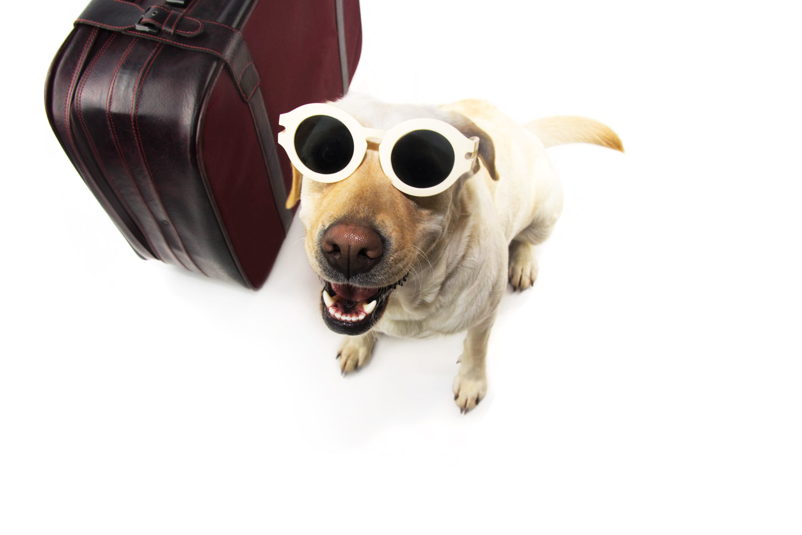 Pet Friendly Hotel Zagreb